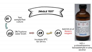 INDOLE TEST
01
02 03 04
Test
sample/Test
culture
2% Tryptone
water broth
Incubate 370
C
for 24 hrs
Add 0.5 ml of
Kovac’s
r...