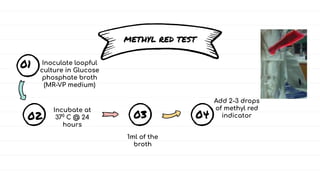 METHYL RED TEST
01
02 03 04
Inoculate loopful
culture in Glucose
phosphate broth
(MR-VP medium)
Incubate at
370
C @ 24
hou...