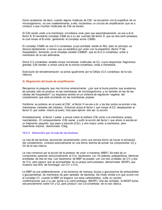 Como acabamos de decir, cuando alguna molécula de C3b* se encuentra con la superficie de un
microorganismo, se une covalentemente a ella, iniciándose un circuito de amplificación que va a
conducir a que muchas moléculas de C3b se anclen.
El C3b recién unido a la membrana microbiana sirve para que espontáneamente se una a él el
factor B. El resultante complejo C3bB es a su vez sustrato del factor D, que es otra serín-proteasa,
la cual rompe el B unido, generando el complejo activo C3bBb.
El complejo C3bBb es una C-3 convertasa (cuya actividad reside en Bb), pero en principio se
disocia rápidamente a menos que se estabilice por unión con la properdina (factor P del
hospedador), formando ya el complejo estable C3bBbP, que es la C-3 convertasa unida a
membrana de la ruta alternativa.
Dicha C-3 convertasa estable rompe numerosas moléculas de C3, cuyos respectivos fragmentos
grandes C3b tienden a unirse cerca de la misma convertasa unida a membrana.
Este bucle de retroalimentación se activa igualmente por la C4b2a (C-3 convertasa de la ruta
clásica).
3) Regulación del bucle de amplificación
Recojamos la pregunta que nos hicimos anteriormente: ¿por qué el bucle positivo que acabamos
de estudiar sólo se produce en las membranas de microorganismos y no también en las de las
células del hospedador? La respuesta estriba en un sistema de regulación negativa del
complemento que está ocurriendo en las membranas propias:
Conforme se produce en el suero el C3b*, el factor H se une a él, y los dos juntos se anclan a las
membranas celulares del individuo. Entonces actúa el factor I, que rompe al C3, desplazando al
factor H, que vuelve intacto al suero, listo para ejercer otra vez su acción.
Inmediatamente, el factor I vuelve a actuar sobre el solitario C3b unido a la membrana propia,
inactivándolo. El correspondiente iC3b vuelve a sufrir la acción del factor I, que ahora lo escide en
un fragmento pequeño que pasa a solución (C3c), y otro mayor unido a membrana, pero
totalmente inactivo, denominado C3dg.
16.2.3 Activación por la ruta de las lectinas
La ruta de las lectinas, reconocida recientemente como una tercera forma de iniciar la activación
del complemento, consiste esencialmente en una forma distinta de activar los componentes C2 y
C4 de la ruta clásica.
La ruta comienza por la acción de la proteína de unión a mananos (MBP). Se trata de un
componente parecido estructuralmente al C1q: hexámeros con 18 cadenas polipeptídicas idénticas
enrolladas de tres en tres. Los hexámeros de MBP se pueden unir con dos unidades de C1r y dos
de C1s, pero parece que va acompañada de su propia serín-proteasa (denominada MASP), que
muestra casi 40% de homología con C1r o C1s.
La MBP se une preferentemente a los extremos de manosa, fucosa y glucosamina de polisacáridos
o glucoproteínas de membrana de gran variedad de bacterias. De modo similar a lo que ocurre con
el complejo C1, cuando la MBP se engarza con esos carbohidratos, sufre un cambio
conformacional que a su vez activa a su serín-proteasa (MASP). Una vez activada, la MASP actúa
secuencialmente sobre C4 y C2, para producir una C3-convertasa de la ruta clásica.
 