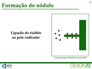 Formação do nódulo
10
Ligação do rizóbio
ao pelo radicular
Esquematização: Eduarda Giovana, 2020.
 