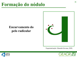 Formação do nódulo
11
Encurvamento do
pelo radicular
Esquematização: Eduarda Giovana, 2020.
 