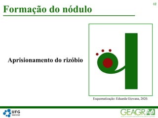 Formação do nódulo
12
Aprisionamento do rizóbio
Esquematização: Eduarda Giovana, 2020.
 