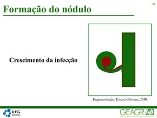 Formação do nódulo
13
Crescimento da infecção
Esquematização: Eduarda Giovana, 2020.
 