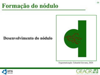 Formação do nódulo
14
Desenvolvimento do nódulo
Esquematização: Eduarda Giovana, 2020.
 