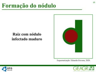 Formação do nódulo
15
Raiz com nódulo
infectado maduro
Esquematização: Eduarda Giovana, 2020.
 