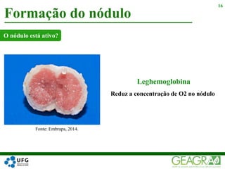 Reduz a concentração de O2 no nódulo
Formação do nódulo
16
Fonte: Embrapa, 2014.
O nódulo está ativo?
Leghemoglobina
 