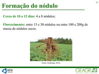 Formação do nódulo
17
Fonte: Embrapa, 2014.
Cerca de 10 a 12 dias: 4 a 8 nódulos;
Florescimento: entre 15 e 30 nódulos ou entre 100 e 200g de
massa de nódulos secos.
 