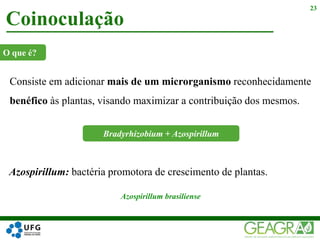 Consiste em adicionar mais de um microrganismo reconhecidamente
benéfico às plantas, visando maximizar a contribuição dos mesmos.
Coinoculação
23
O que é?
Bradyrhizobium + Azospirillum
Azospirillum: bactéria promotora de crescimento de plantas.
Azospirillum brasiliense
 