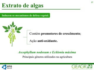 Contém promotores de crescimento;
Ação anti-oxidante.
Extrato de algas
37
Ascophyllum nodosum e Ecklonia máxima
Principais gêneros utilizados na agricultura
Induzem os mecanismos de defesa vegetal.
 