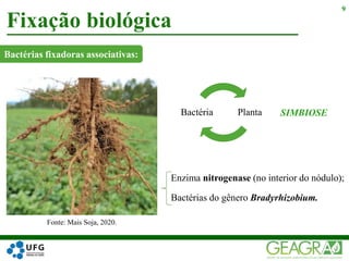 Fixação biológica
9
Bactérias fixadoras associativas:
PlantaBactéria SIMBIOSE
Fonte: Mais Soja, 2020.
Enzima nitrogenase (no interior do nódulo);
Bactérias do gênero Bradyrhizobium.
 