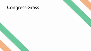 Congress Grass
 