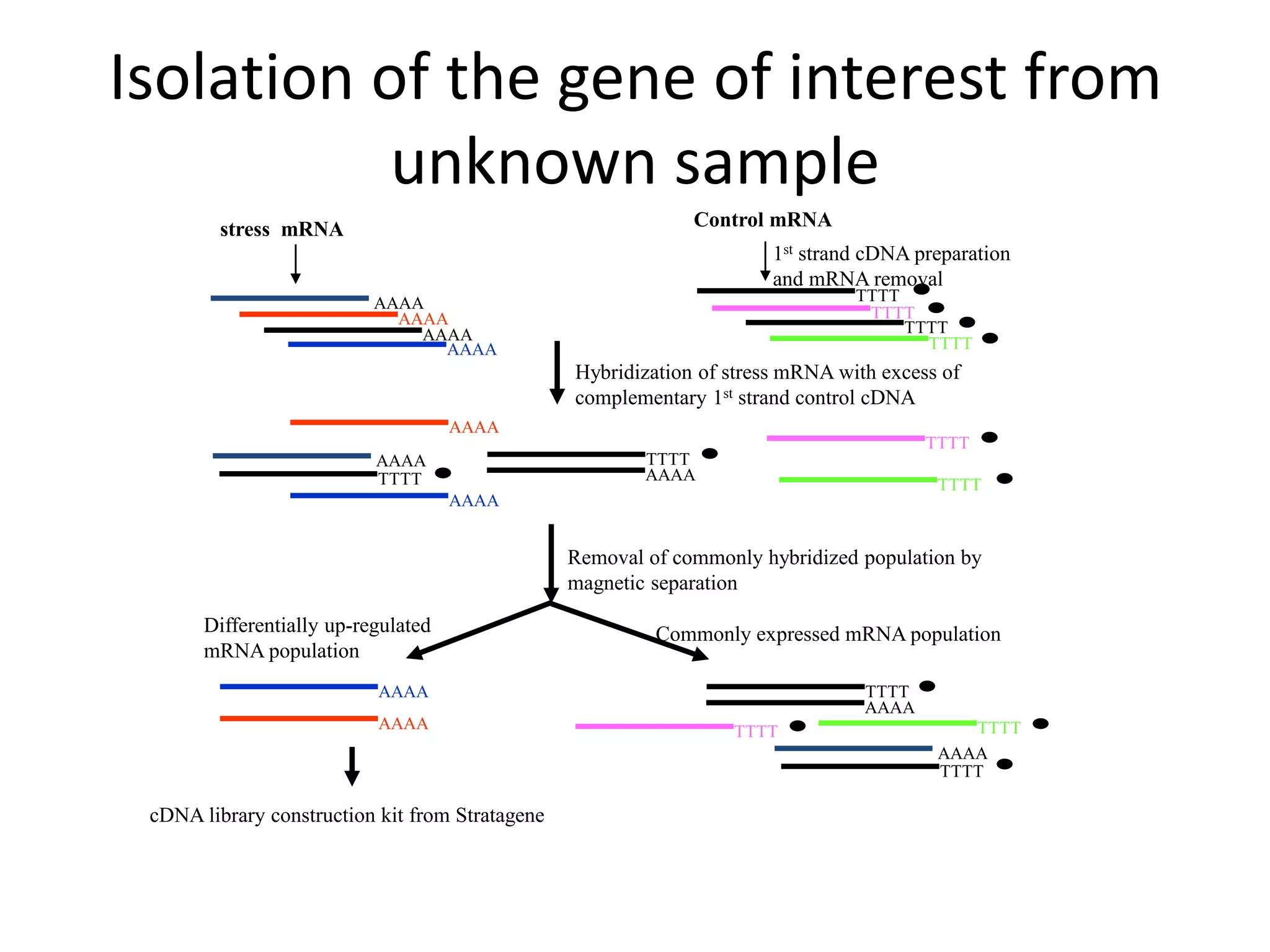 Isolation of the gene of interest from
unknown sample
cDNA library construction kit from Stratagene
1st strand cDNA preparation
and mRNA removal
AAAA
AAAA
AAAA
TTTT
AAAA
TTTT
Removal of commonly hybridized population by
magnetic separation
Differentially up-regulated
mRNA population
Commonly expressed mRNA population
Control mRNA
AAAA
TTTT
TTTT
AAAA
TTTT
AAAA
AAAA
TTTT
AAAA
AAAA
AAAA
AAAA
TTTT
TTTT
TTTT
TTTT
stress mRNA
Hybridization of stress mRNA with excess of
complementary 1st strand control cDNA
TTTT TTTT
 