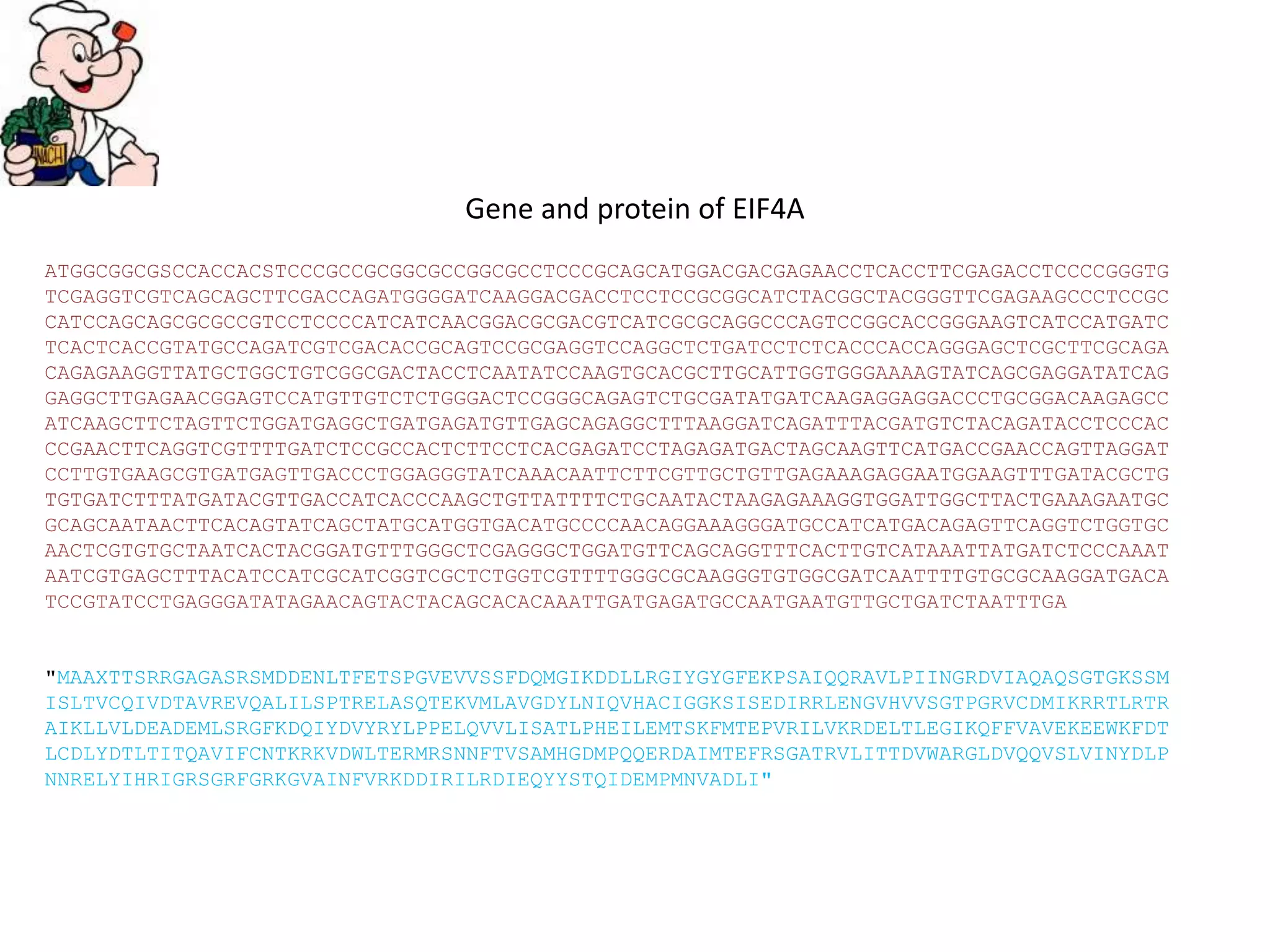 Gene and protein of EIF4A
ATGGCGGCGSCCACCACSTCCCGCCGCGGCGCCGGCGCCTCCCGCAGCATGGACGACGAGAACCTCACCTTCGAGACCTCCCCGGGTG
TCGAGGTCGTCAGCAGCTTCGACCAGATGGGGATCAAGGACGACCTCCTCCGCGGCATCTACGGCTACGGGTTCGAGAAGCCCTCCGC
CATCCAGCAGCGCGCCGTCCTCCCCATCATCAACGGACGCGACGTCATCGCGCAGGCCCAGTCCGGCACCGGGAAGTCATCCATGATC
TCACTCACCGTATGCCAGATCGTCGACACCGCAGTCCGCGAGGTCCAGGCTCTGATCCTCTCACCCACCAGGGAGCTCGCTTCGCAGA
CAGAGAAGGTTATGCTGGCTGTCGGCGACTACCTCAATATCCAAGTGCACGCTTGCATTGGTGGGAAAAGTATCAGCGAGGATATCAG
GAGGCTTGAGAACGGAGTCCATGTTGTCTCTGGGACTCCGGGCAGAGTCTGCGATATGATCAAGAGGAGGACCCTGCGGACAAGAGCC
ATCAAGCTTCTAGTTCTGGATGAGGCTGATGAGATGTTGAGCAGAGGCTTTAAGGATCAGATTTACGATGTCTACAGATACCTCCCAC
CCGAACTTCAGGTCGTTTTGATCTCCGCCACTCTTCCTCACGAGATCCTAGAGATGACTAGCAAGTTCATGACCGAACCAGTTAGGAT
CCTTGTGAAGCGTGATGAGTTGACCCTGGAGGGTATCAAACAATTCTTCGTTGCTGTTGAGAAAGAGGAATGGAAGTTTGATACGCTG
TGTGATCTTTATGATACGTTGACCATCACCCAAGCTGTTATTTTCTGCAATACTAAGAGAAAGGTGGATTGGCTTACTGAAAGAATGC
GCAGCAATAACTTCACAGTATCAGCTATGCATGGTGACATGCCCCAACAGGAAAGGGATGCCATCATGACAGAGTTCAGGTCTGGTGC
AACTCGTGTGCTAATCACTACGGATGTTTGGGCTCGAGGGCTGGATGTTCAGCAGGTTTCACTTGTCATAAATTATGATCTCCCAAAT
AATCGTGAGCTTTACATCCATCGCATCGGTCGCTCTGGTCGTTTTGGGCGCAAGGGTGTGGCGATCAATTTTGTGCGCAAGGATGACA
TCCGTATCCTGAGGGATATAGAACAGTACTACAGCACACAAATTGATGAGATGCCAATGAATGTTGCTGATCTAATTTGA
"MAAXTTSRRGAGASRSMDDENLTFETSPGVEVVSSFDQMGIKDDLLRGIYGYGFEKPSAIQQRAVLPIINGRDVIAQAQSGTGKSSM
ISLTVCQIVDTAVREVQALILSPTRELASQTEKVMLAVGDYLNIQVHACIGGKSISEDIRRLENGVHVVSGTPGRVCDMIKRRTLRTR
AIKLLVLDEADEMLSRGFKDQIYDVYRYLPPELQVVLISATLPHEILEMTSKFMTEPVRILVKRDELTLEGIKQFFVAVEKEEWKFDT
LCDLYDTLTITQAVIFCNTKRKVDWLTERMRSNNFTVSAMHGDMPQQERDAIMTEFRSGATRVLITTDVWARGLDVQQVSLVINYDLP
NNRELYIHRIGRSGRFGRKGVAINFVRKDDIRILRDIEQYYSTQIDEMPMNVADLI"
 
