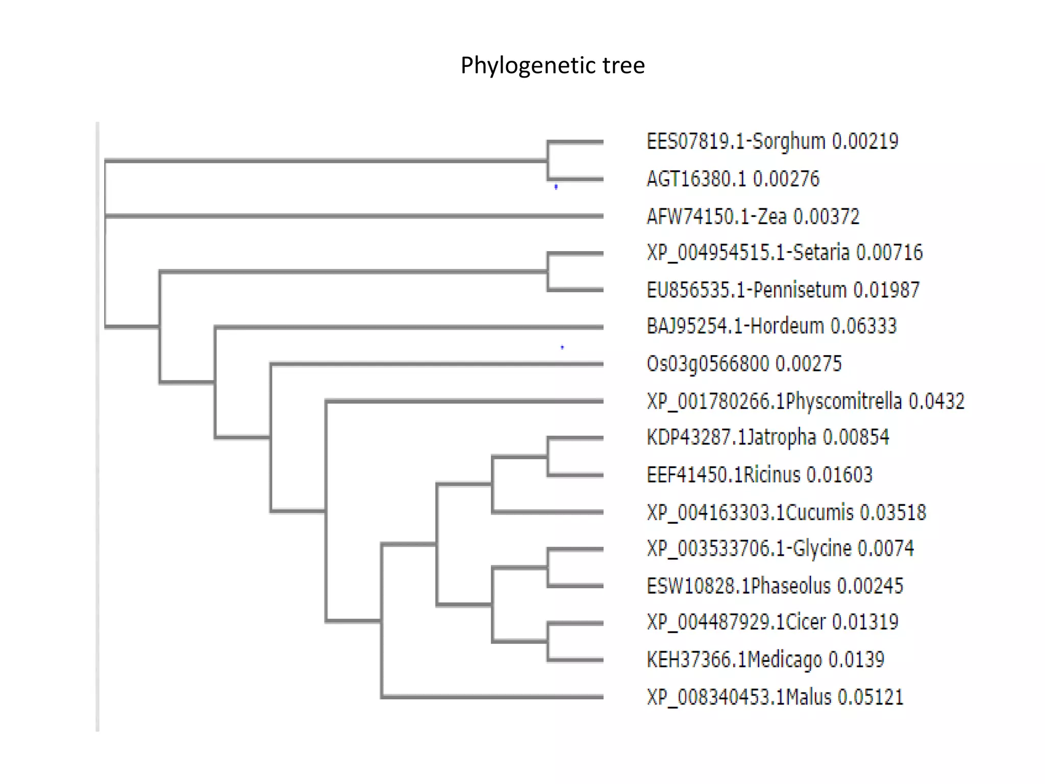 Phylogenetic tree
 
