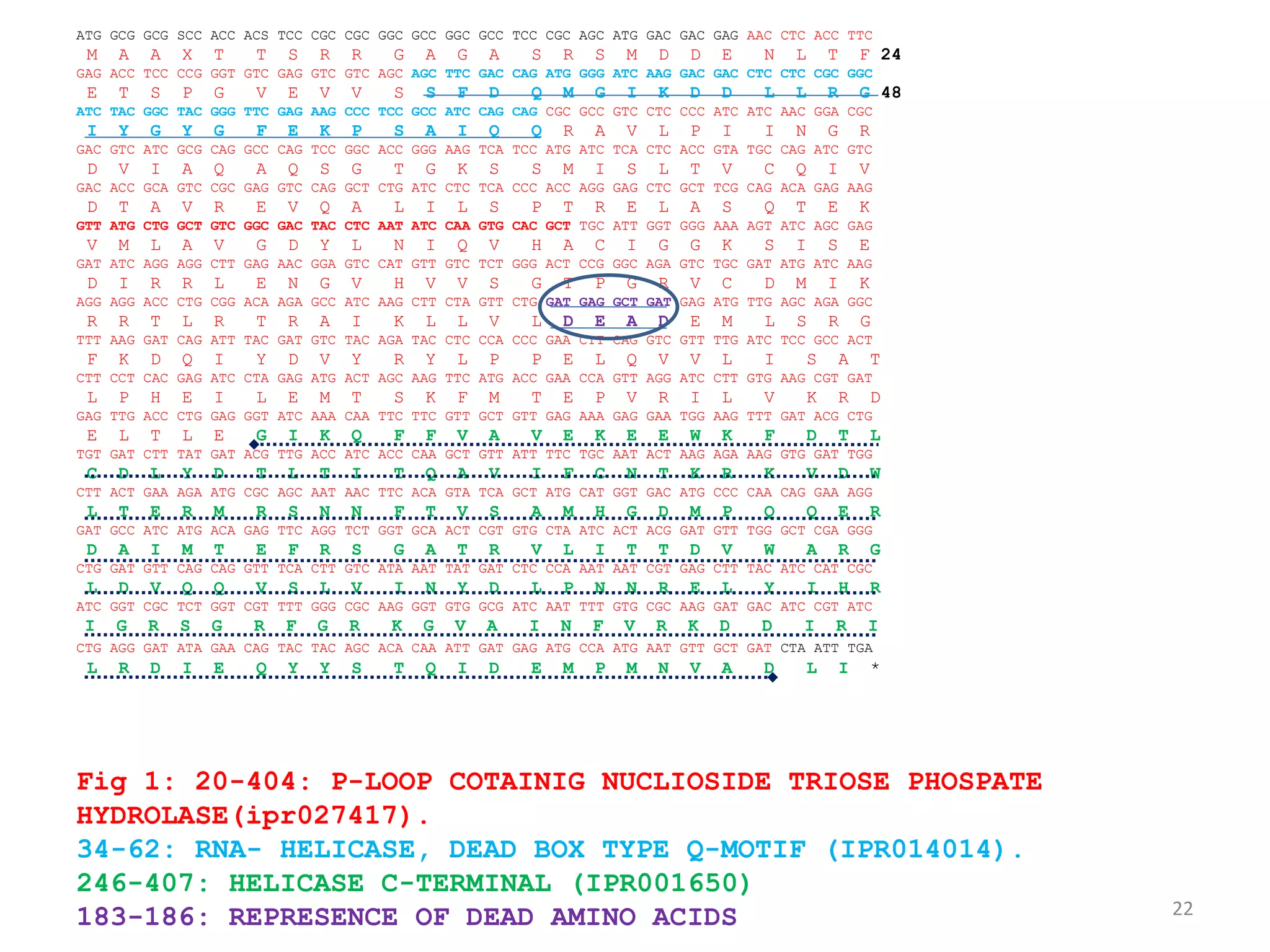 22
Fig 1: 20-404: P-LOOP COTAINIG NUCLIOSIDE TRIOSE PHOSPATE
HYDROLASE(ipr027417).
34-62: RNA- HELICASE, DEAD BOX TYPE Q-MOTIF (IPR014014).
246-407: HELICASE C-TERMINAL (IPR001650)
183-186: REPRESENCE OF DEAD AMINO ACIDS
ATG GCG GCG SCC ACC ACS TCC CGC CGC GGC GCC GGC GCC TCC CGC AGC ATG GAC GAC GAG AAC CTC ACC TTC
M A A X T T S R R G A G A S R S M D D E N L T F 24
GAG ACC TCC CCG GGT GTC GAG GTC GTC AGC AGC TTC GAC CAG ATG GGG ATC AAG GAC GAC CTC CTC CGC GGC
E T S P G V E V V S S F D Q M G I K D D L L R G 48
ATC TAC GGC TAC GGG TTC GAG AAG CCC TCC GCC ATC CAG CAG CGC GCC GTC CTC CCC ATC ATC AAC GGA CGC
I Y G Y G F E K P S A I Q Q R A V L P I I N G R
GAC GTC ATC GCG CAG GCC CAG TCC GGC ACC GGG AAG TCA TCC ATG ATC TCA CTC ACC GTA TGC CAG ATC GTC
D V I A Q A Q S G T G K S S M I S L T V C Q I V
GAC ACC GCA GTC CGC GAG GTC CAG GCT CTG ATC CTC TCA CCC ACC AGG GAG CTC GCT TCG CAG ACA GAG AAG
D T A V R E V Q A L I L S P T R E L A S Q T E K
GTT ATG CTG GCT GTC GGC GAC TAC CTC AAT ATC CAA GTG CAC GCT TGC ATT GGT GGG AAA AGT ATC AGC GAG
V M L A V G D Y L N I Q V H A C I G G K S I S E
GAT ATC AGG AGG CTT GAG AAC GGA GTC CAT GTT GTC TCT GGG ACT CCG GGC AGA GTC TGC GAT ATG ATC AAG
D I R R L E N G V H V V S G T P G R V C D M I K
AGG AGG ACC CTG CGG ACA AGA GCC ATC AAG CTT CTA GTT CTG GAT GAG GCT GAT GAG ATG TTG AGC AGA GGC
R R T L R T R A I K L L V L D E A D E M L S R G
TTT AAG GAT CAG ATT TAC GAT GTC TAC AGA TAC CTC CCA CCC GAA CTT CAG GTC GTT TTG ATC TCC GCC ACT
F K D Q I Y D V Y R Y L P P E L Q V V L I S A T
CTT CCT CAC GAG ATC CTA GAG ATG ACT AGC AAG TTC ATG ACC GAA CCA GTT AGG ATC CTT GTG AAG CGT GAT
L P H E I L E M T S K F M T E P V R I L V K R D
GAG TTG ACC CTG GAG GGT ATC AAA CAA TTC TTC GTT GCT GTT GAG AAA GAG GAA TGG AAG TTT GAT ACG CTG
E L T L E G I K Q F F V A V E K E E W K F D T L
TGT GAT CTT TAT GAT ACG TTG ACC ATC ACC CAA GCT GTT ATT TTC TGC AAT ACT AAG AGA AAG GTG GAT TGG
C D L Y D T L T I T Q A V I F C N T K R K V D W
CTT ACT GAA AGA ATG CGC AGC AAT AAC TTC ACA GTA TCA GCT ATG CAT GGT GAC ATG CCC CAA CAG GAA AGG
L T E R M R S N N F T V S A M H G D M P Q Q E R
GAT GCC ATC ATG ACA GAG TTC AGG TCT GGT GCA ACT CGT GTG CTA ATC ACT ACG GAT GTT TGG GCT CGA GGG
D A I M T E F R S G A T R V L I T T D V W A R G
CTG GAT GTT CAG CAG GTT TCA CTT GTC ATA AAT TAT GAT CTC CCA AAT AAT CGT GAG CTT TAC ATC CAT CGC
L D V Q Q V S L V I N Y D L P N N R E L Y I H R
ATC GGT CGC TCT GGT CGT TTT GGG CGC AAG GGT GTG GCG ATC AAT TTT GTG CGC AAG GAT GAC ATC CGT ATC
I G R S G R F G R K G V A I N F V R K D D I R I
CTG AGG GAT ATA GAA CAG TAC TAC AGC ACA CAA ATT GAT GAG ATG CCA ATG AAT GTT GCT GAT CTA ATT TGA
L R D I E Q Y Y S T Q I D E M P M N V A D L I *
 