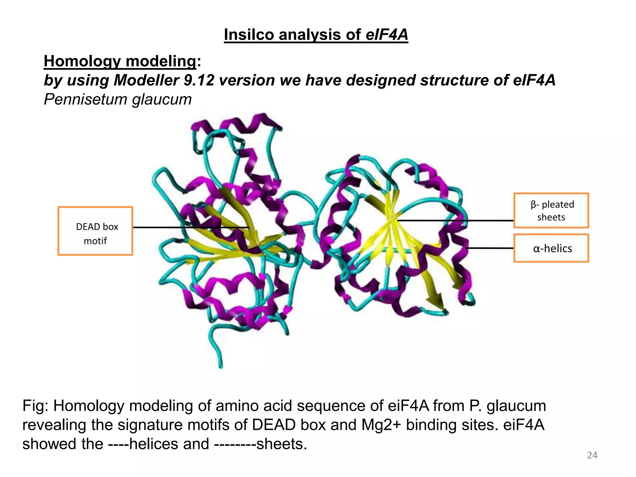 24
Insilco analysis of eIF4A
Homology modeling:
by using Modeller 9.12 version we have designed structure of eIF4A
Pennisetum glaucum
α-helics
β- pleated
sheets
DEAD box
motif
Fig: Homology modeling of amino acid sequence of eiF4A from P. glaucum
revealing the signature motifs of DEAD box and Mg2+ binding sites. eiF4A
showed the ----helices and --------sheets.
 