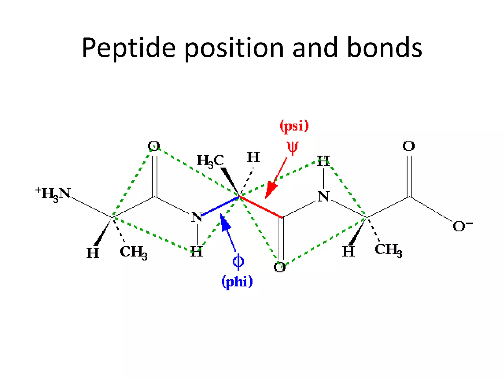 Peptide position and bonds
 