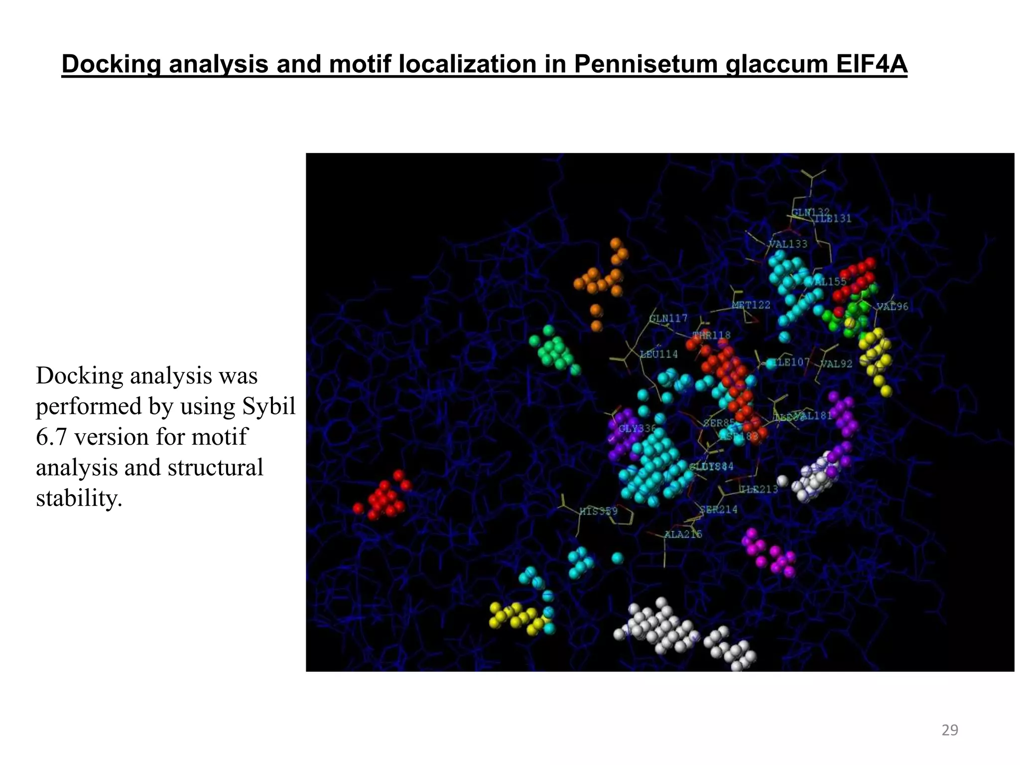 29
Docking analysis and motif localization in Pennisetum glaccum EIF4A
Docking analysis was
performed by using Sybil
6.7 version for motif
analysis and structural
stability.
 