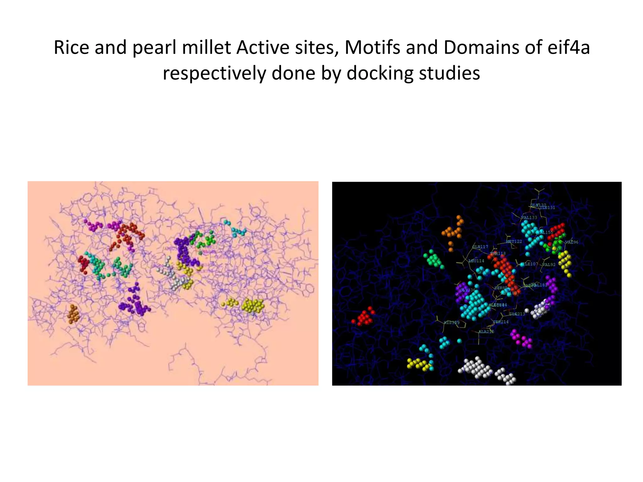 Rice and pearl millet Active sites, Motifs and Domains of eif4a
respectively done by docking studies
 