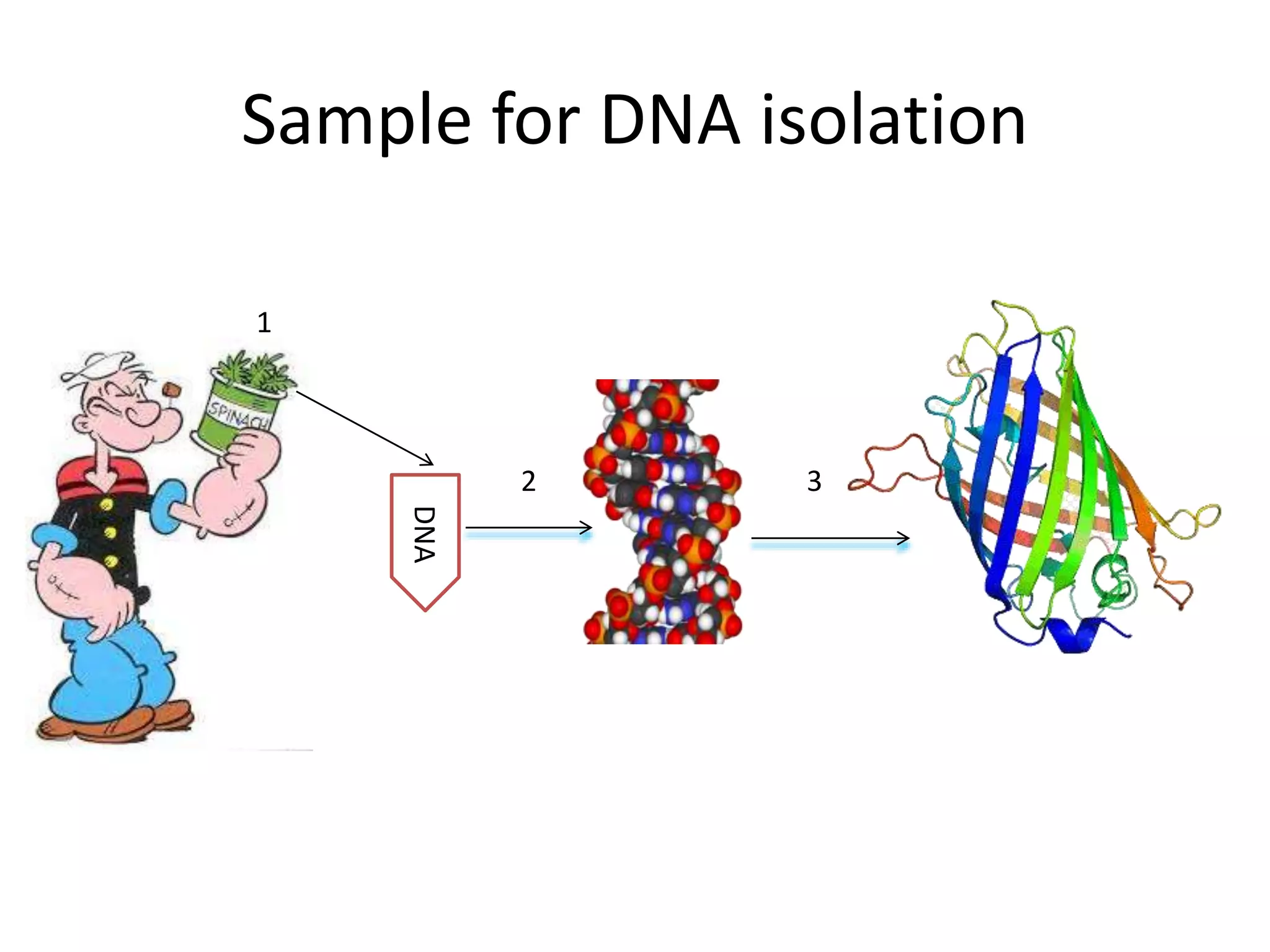 Sample for DNA isolation
1
DNA
2 3
 
