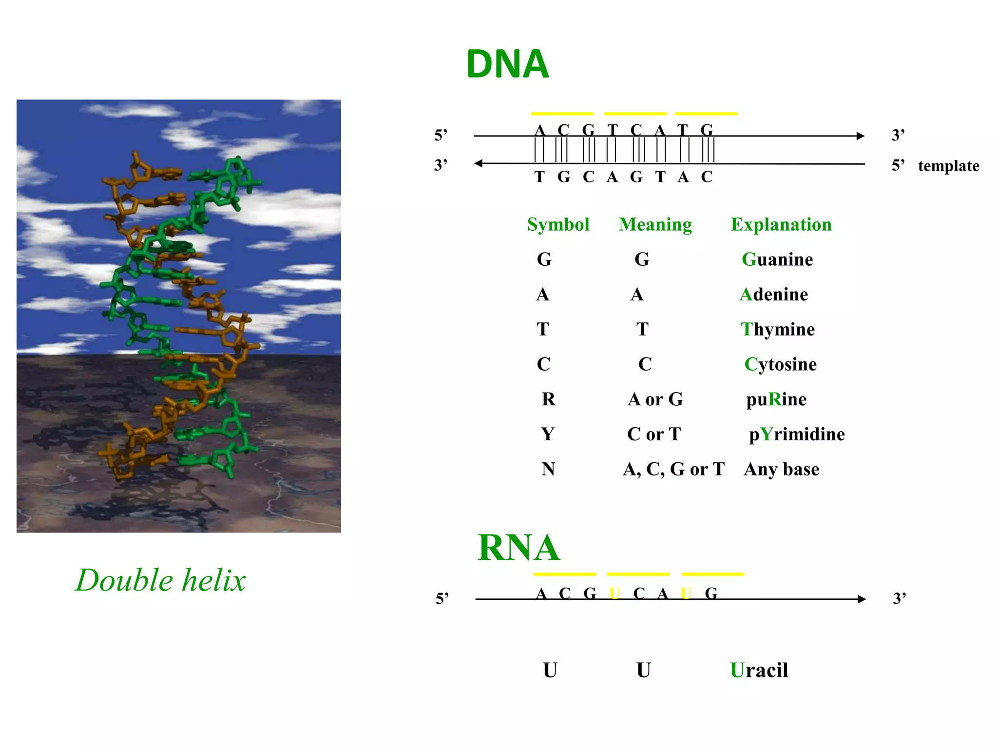 DNA
Symbol Meaning Explanation
G G Guanine
A A Adenine
T T Thymine
C C Cytosine
R A or G puRine
Y C or T pYrimidine
N A, C, G or T Any base
Double helix
5’
3’
3’
5’
A C G T C A T G
T G C A G T A C
RNA
5’ 3’A C G U C A U G
template
U U Uracil
 