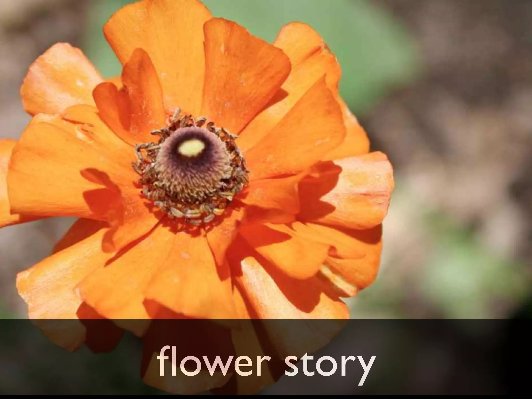 ﬂower story
 