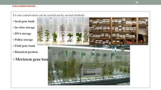 EX-SITUCONSERVATIONCONT…
Ex-situ conservation can be carried out by several methods:
Seed gene bank
In-vitro storage
DNA storage
Pollen storage
Field gene bank
Botanical gardens
Meristem gene bank
10
 