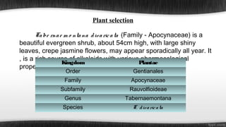 Plant selection
Ta be rna e m o nta na d iva ric a ta (Family - Apocynaceae) is a
beautiful evergreen shrub, about 54cm high, with large shiny
leaves, crepe jasmine flowers, may appear sporadically all year. It
, is a rich source of alkaloids with various pharmacological
Kingdom
Plantae
properties.
Order

Gentianales

Family

Apocynaceae

Subfamily

Rauvolfioideae

Genus

Tabernaemontana

Species

T. d iva ric a ta

 
