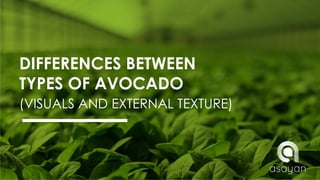 DIFERENCES BETWEEN TYPES OF AVOCADO