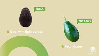 DIFERENCES BETWEEN TYPES OF AVOCADO