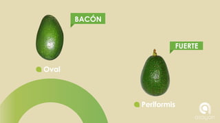 DIFERENCES BETWEEN TYPES OF AVOCADO