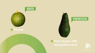 DIFERENCES BETWEEN TYPES OF AVOCADO