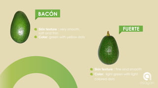 DIFERENCES BETWEEN TYPES OF AVOCADO