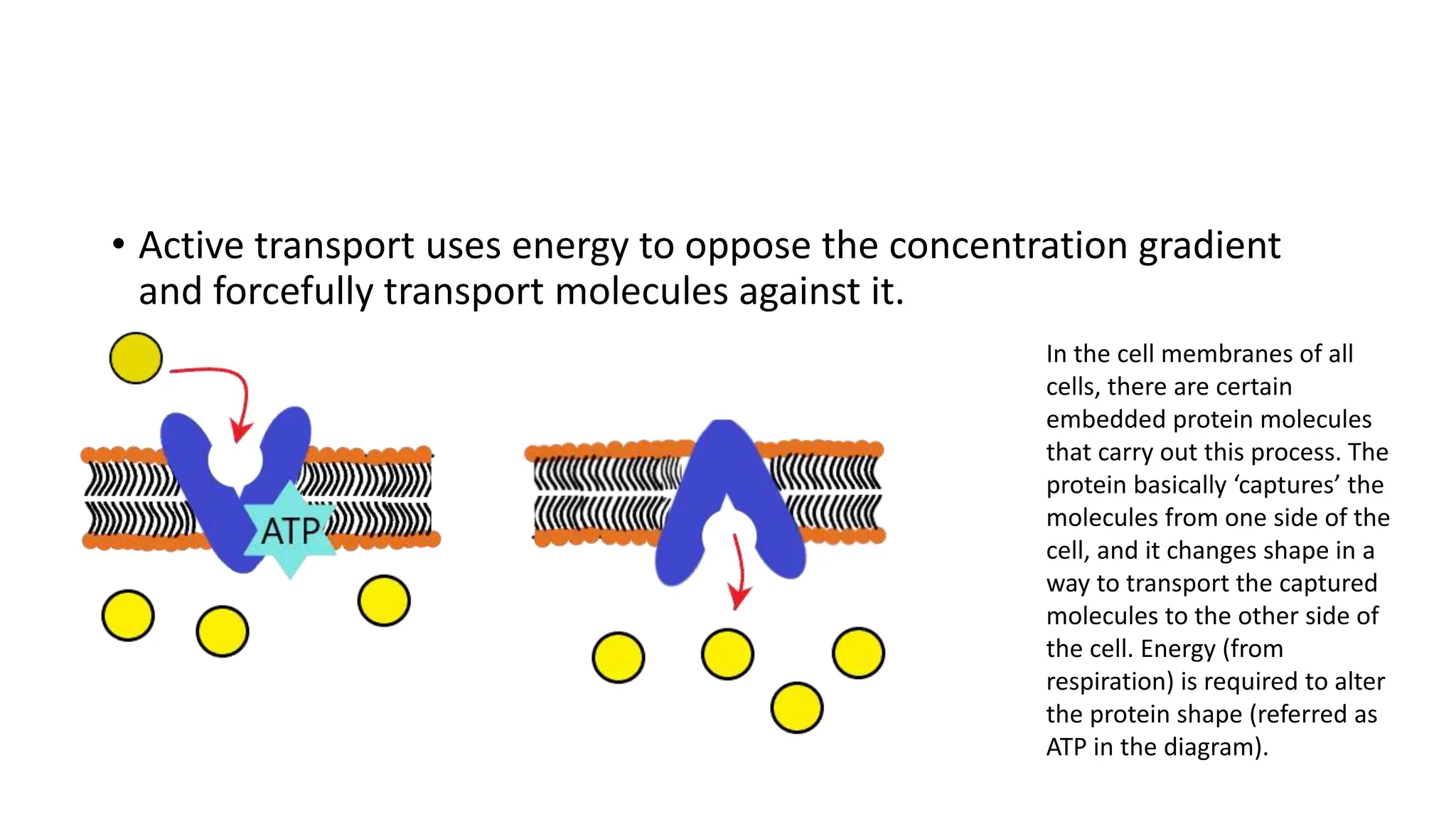• Active transport uses energy to oppose the concentration gradient
and forcefully transport molecules against it.
In the cell membranes of all
cells, there are certain
embedded protein molecules
that carry out this process. The
protein basically ‘captures’ the
molecules from one side of the
cell, and it changes shape in a
way to transport the captured
molecules to the other side of
the cell. Energy (from
respiration) is required to alter
the protein shape (referred as
ATP in the diagram).
 
