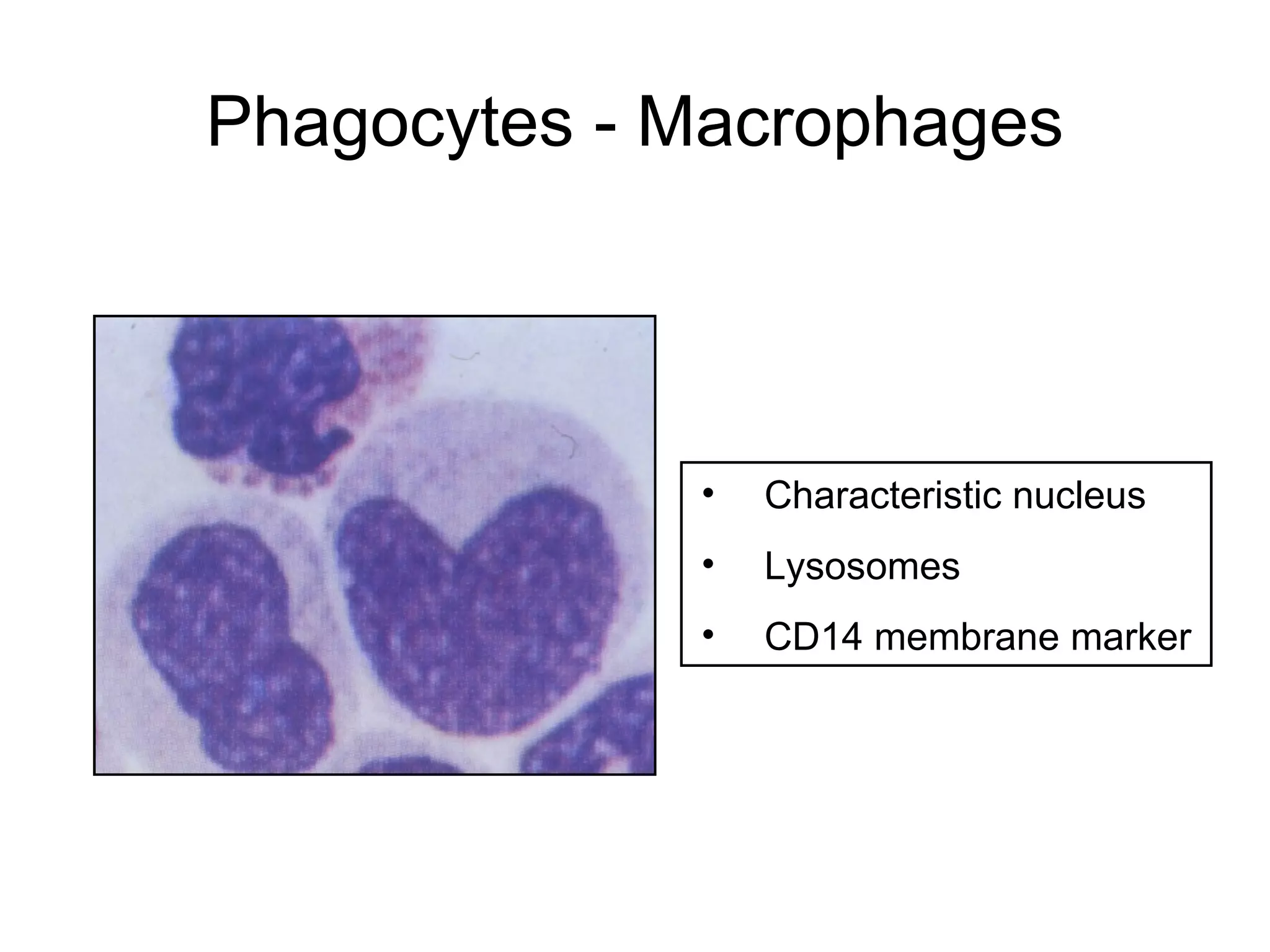 • Characteristic nucleus
• Lysosomes
• CD14 membrane marker
Phagocytes - Macrophages
 