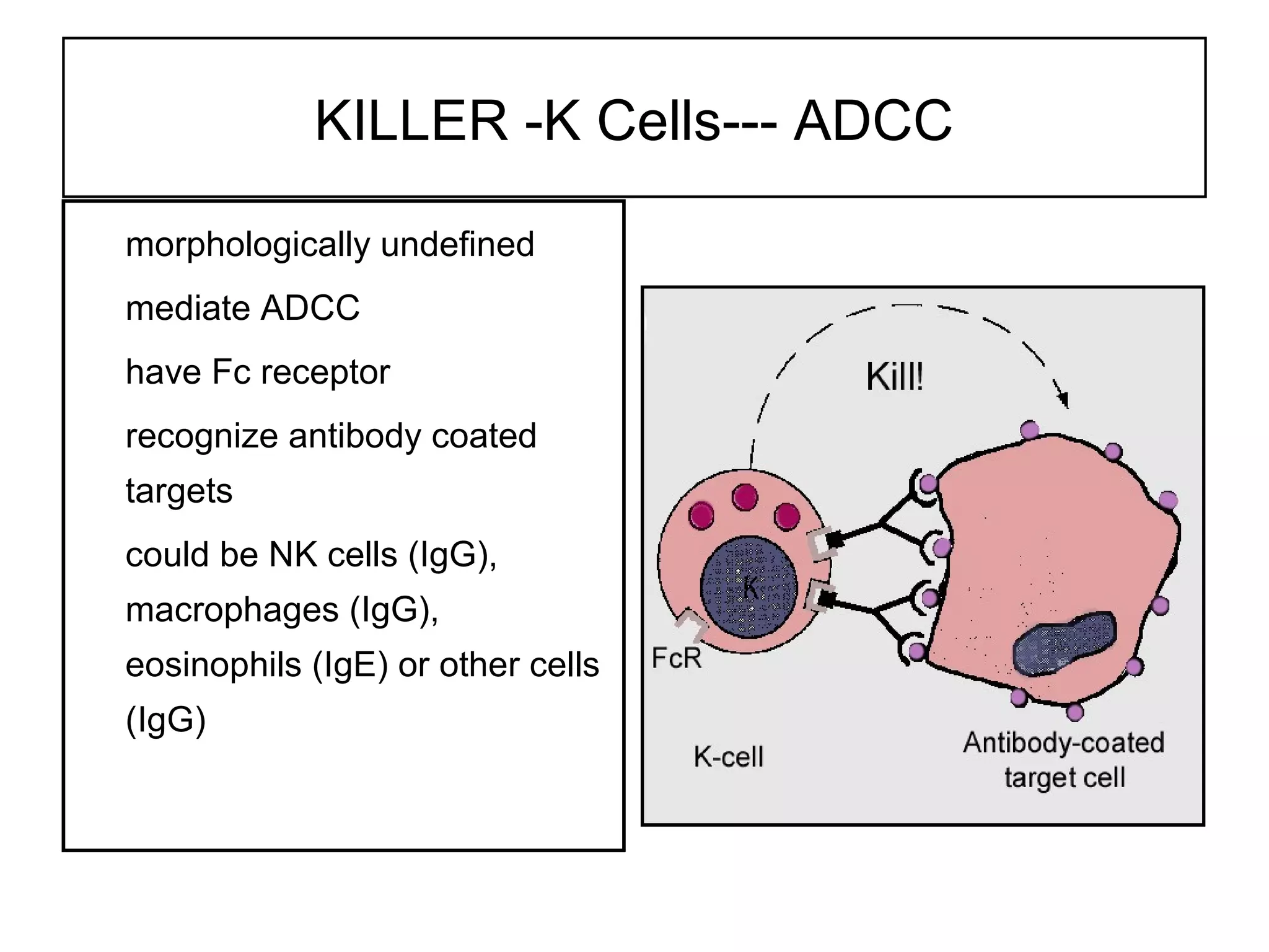 KILLER -K Cells--- ADCC
morphologically undefined
mediate ADCC
have Fc receptor
recognize antibody coated
targets
could be NK cells (IgG),
macrophages (IgG),
eosinophils (IgE) or other cells
(IgG)
 