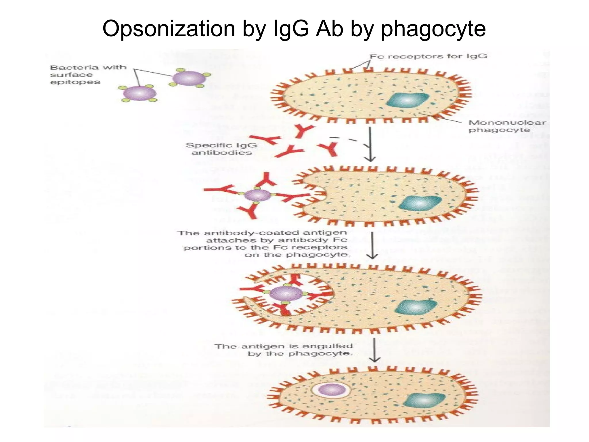 Opsonization by IgG Ab by phagocyte
 