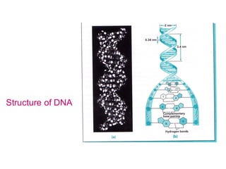 Structure of DNA
 