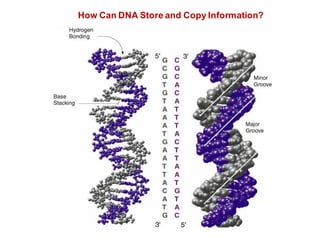 How Can DNA Store and Copy Information?
 