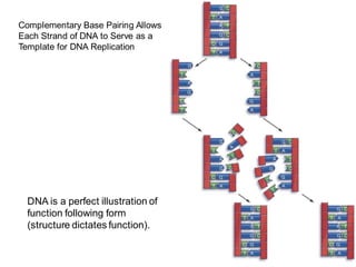 Complementary Base Pairing Allows
Each Strand of DNA to Serve as a
Template for DNA Replication
DNA is a perfect illustration of
function following form
(structure dictates function).
 