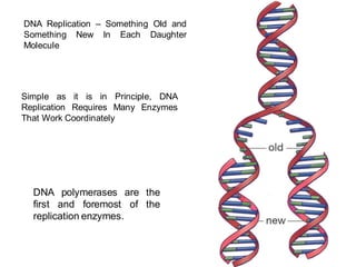 DNA Replication – Something Old and
Something New In Each Daughter
Molecule
Simple as it is in Principle, DNA
Replication Requires Many Enzymes
That Work Coordinately
DNA polymerases are the
first and foremost of the
replication enzymes.
 