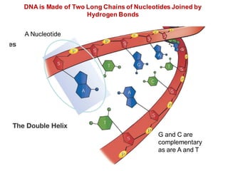 DNA is Made of Two Long Chains of Nucleotides Joined by
Hydrogen Bonds
G and C are
complementary
as are A and T
A Nucleotide
 