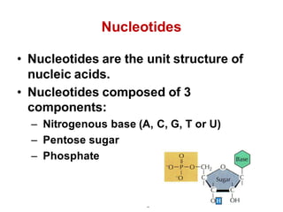Nucleotides
• Nucleotides are the unit structure of
nucleic acids.
• Nucleotides composed of 3
components:
– Nitrogenous base (A, C, G, T or U)
– Pentose sugar
– Phosphate
 