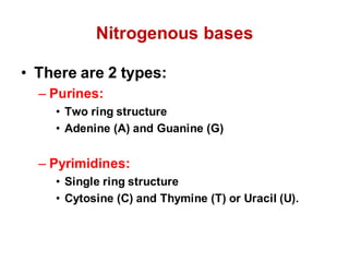 Nitrogenous bases
• There are 2 types:
– Purines:
• Two ring structure
• Adenine (A) and Guanine (G)
– Pyrimidines:
• Single ring structure
• Cytosine (C) and Thymine (T) or Uracil (U).
 