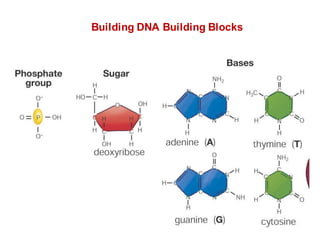 Building DNA Building Blocks
 