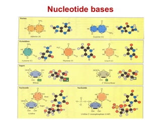 Nucleotide bases
 