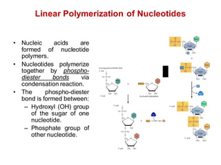 Linear Polymerization of Nucleotides
• Nucleic acids are
formed of nucleotide
polymers.
• Nucleotides polymerize
together by phospho-
diester bonds via
condensation reaction.
• The phospho-diester
bond is formed between:
– Hydroxyl (OH) group
of the sugar of one
nucleotide.
– Phosphate group of
other nucleotide.
 