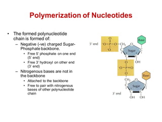 Polymerization of Nucleotides
• The formed polynucleotide
chain is formed of:
– Negative (-ve) charged Sugar-
Phosphate backbone.
• Free 5’ phosphate on one end
(5’ end)
• Free 3’ hydroxyl on other end
(3’ end)
– Nitrogenous bases are not in
the backbone
• Attached to the backbone
• Free to pair with nitrogenous
bases of other polynucleotide
chain
 