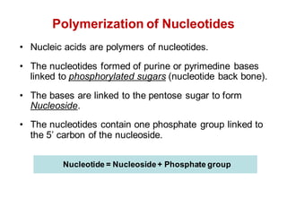 Polymerization of Nucleotides
• Nucleic acids are polymers of nucleotides.
• The nucleotides formed of purine or pyrimedine bases
linked to phosphorylated sugars (nucleotide back bone).
• The bases are linked to the pentose sugar to form
Nucleoside.
• The nucleotides contain one phosphate group linked to
the 5’ carbon of the nucleoside.
Nucleotide = Nucleoside+ Phosphate group
 