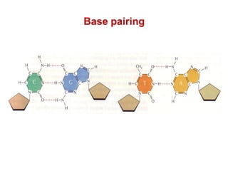Base pairing
 